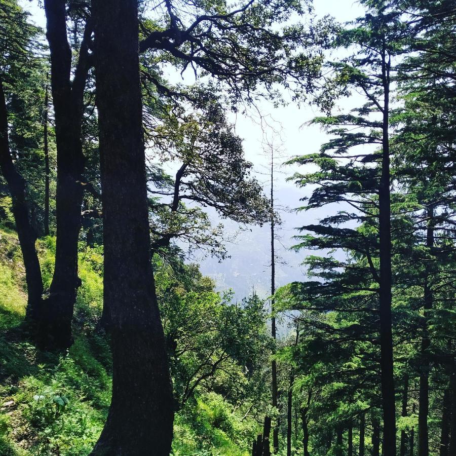 Shimla Pines Homestay Zewnętrze zdjęcie